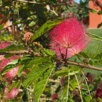 Albizia Julibrissin (Albízia ružová) ´OMBRELLA BOUBRI´® - kont. C3L, výška 30-50 cm (-21°C)